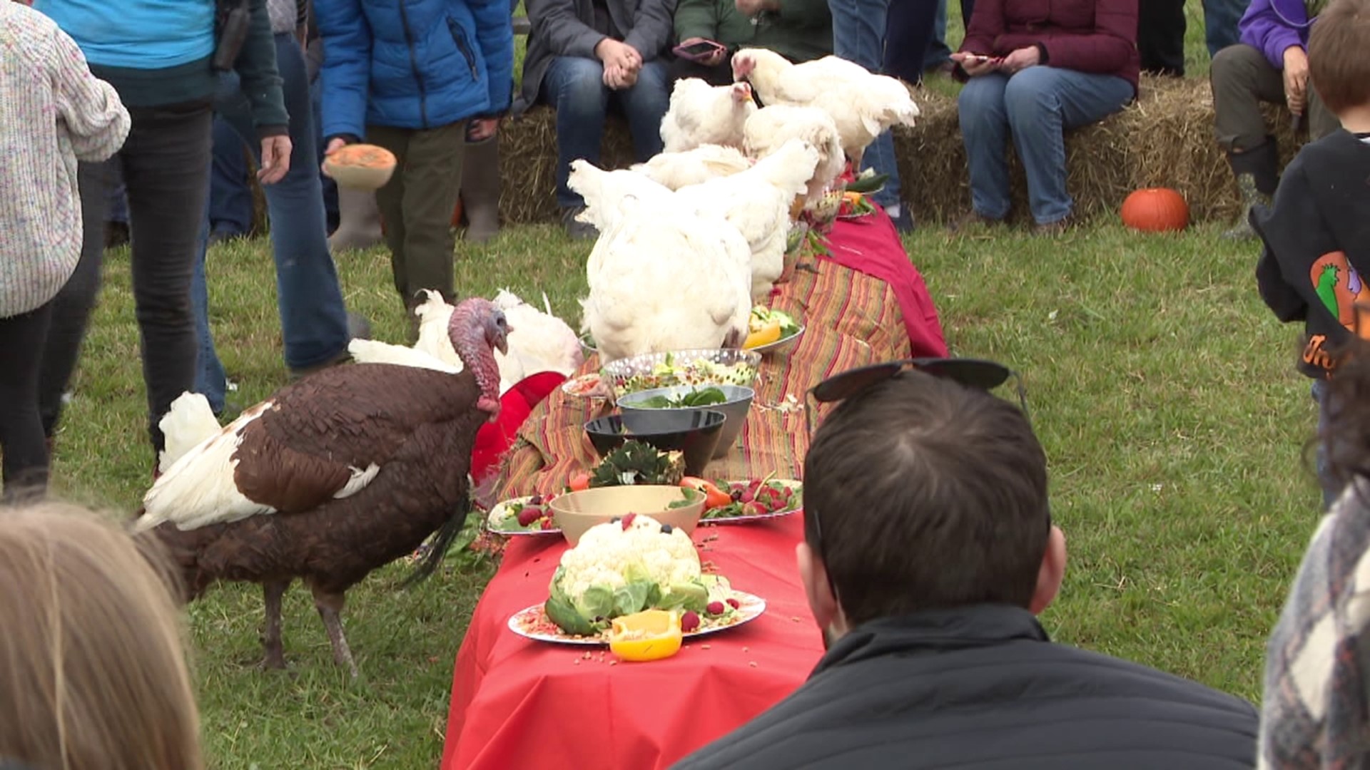 It was all about celebrating animals at one sanctuary in Lackawanna County on Saturday.