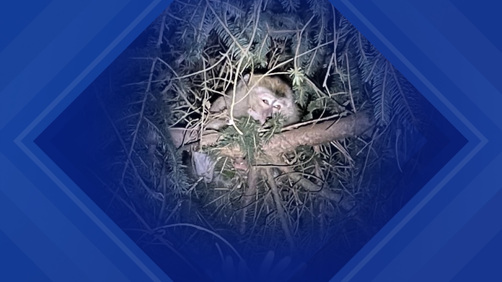 A woman who had a close encounter with a monkey after the crash near Danville on Friday now tells Newswatch 16 she did experience cold-like symptoms.