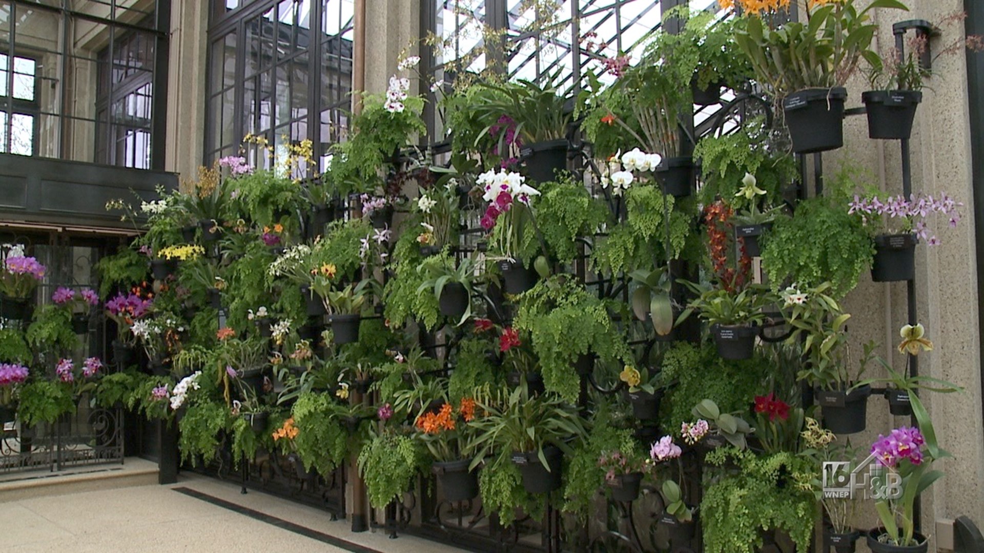Longwood Gardens Unveils a Newly Restored Orchid House, Which Houses 300  Blooms