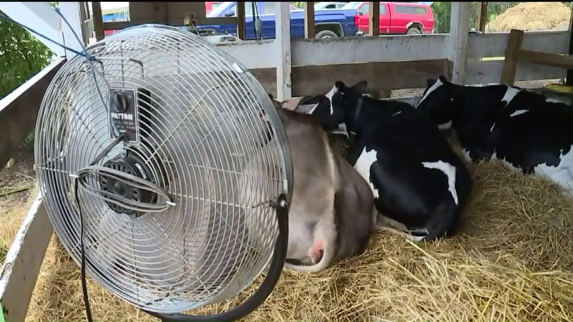 Keeping the Animals Cool at the Fair