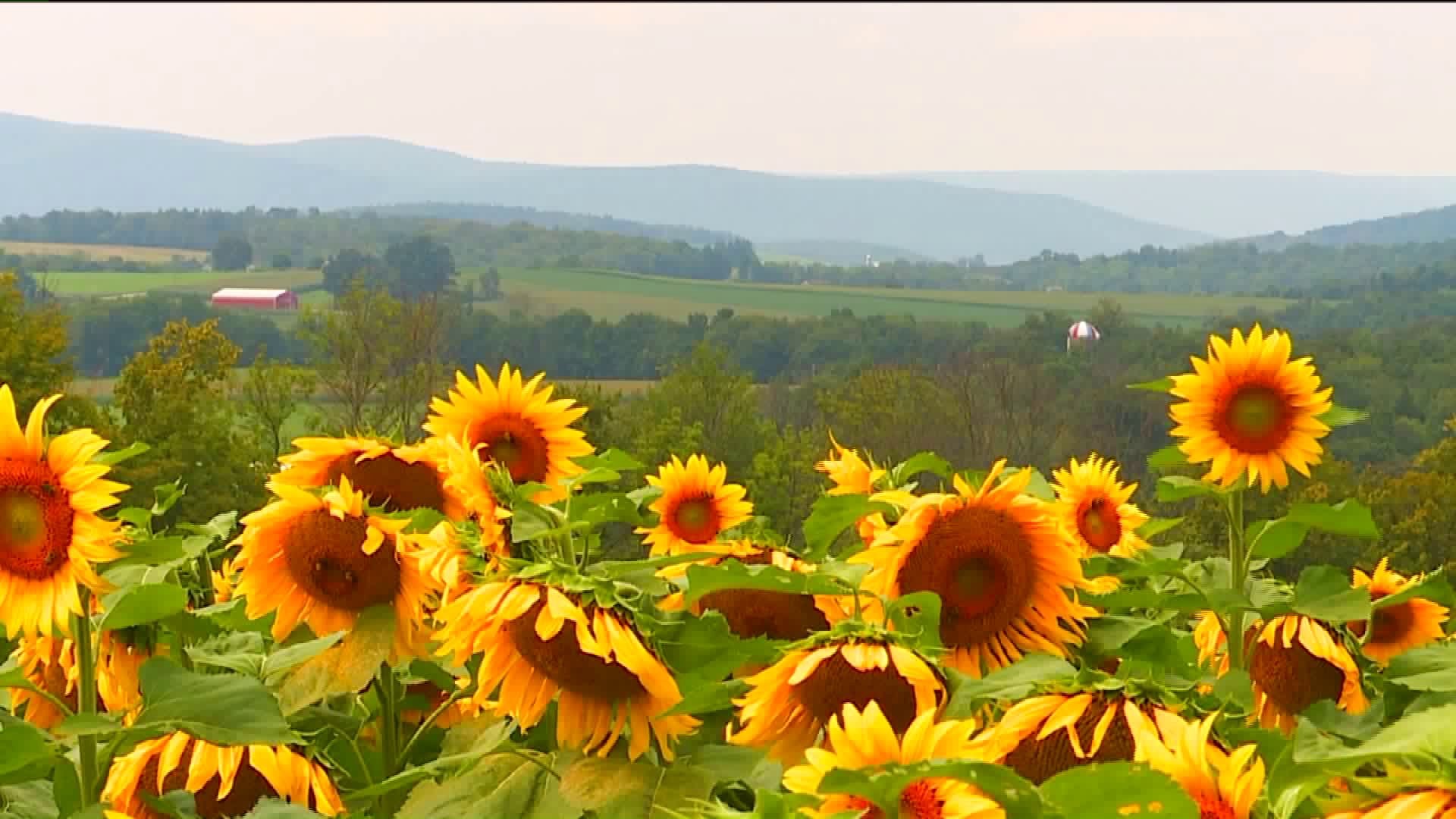 Sunflowers Along The Pennsylvania Road
