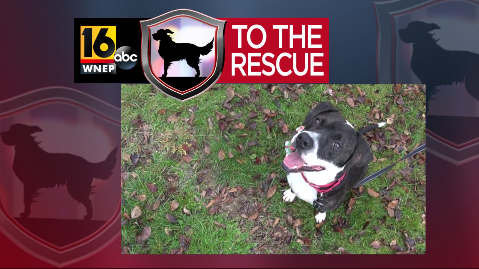 In this week's 16 To The Rescue, we meet Bryer, a boxer/hound mix who absolutely loves his new life in a foster home and all the people surrounding him with love.