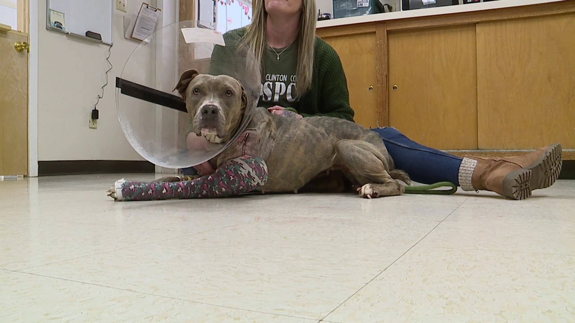A pit bull terrier is recovering after allegedly being shot twice by its owner according to police in Clinton County.
