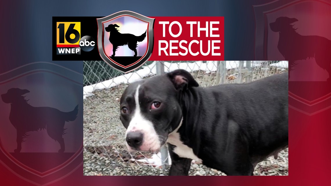 16 To The Rescue: Bebe | wnep.com