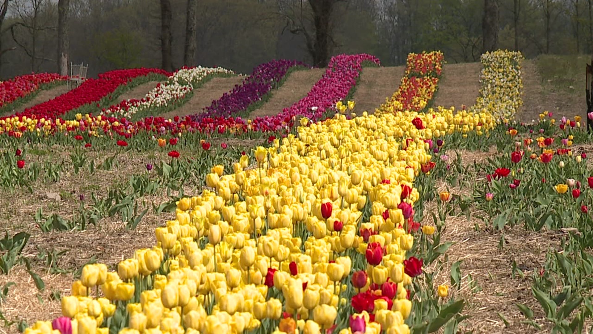 Is it possible for our eyes to experience a color overload? That's the way some feel when visiting the tulip fields at Brown Hill Farms north of Tunkhannock.