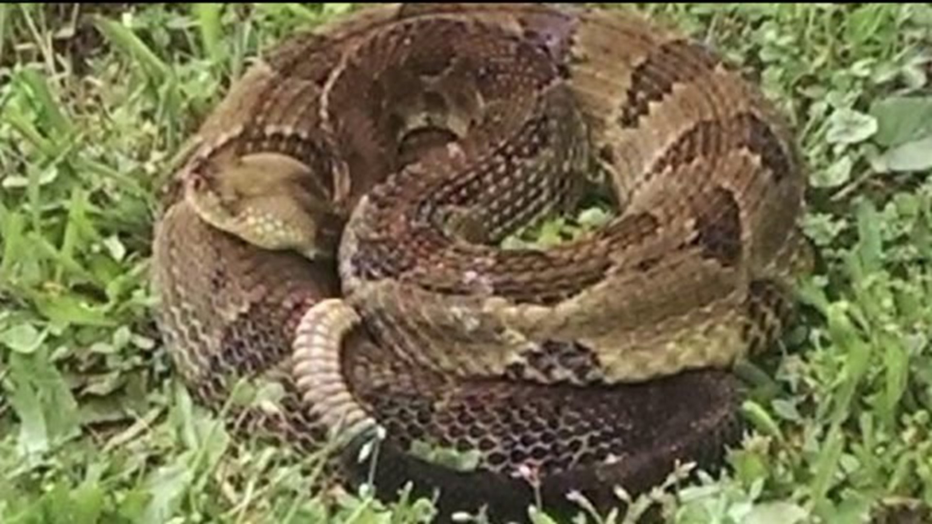 Rattled by Snakes in Pocono Neighborhood