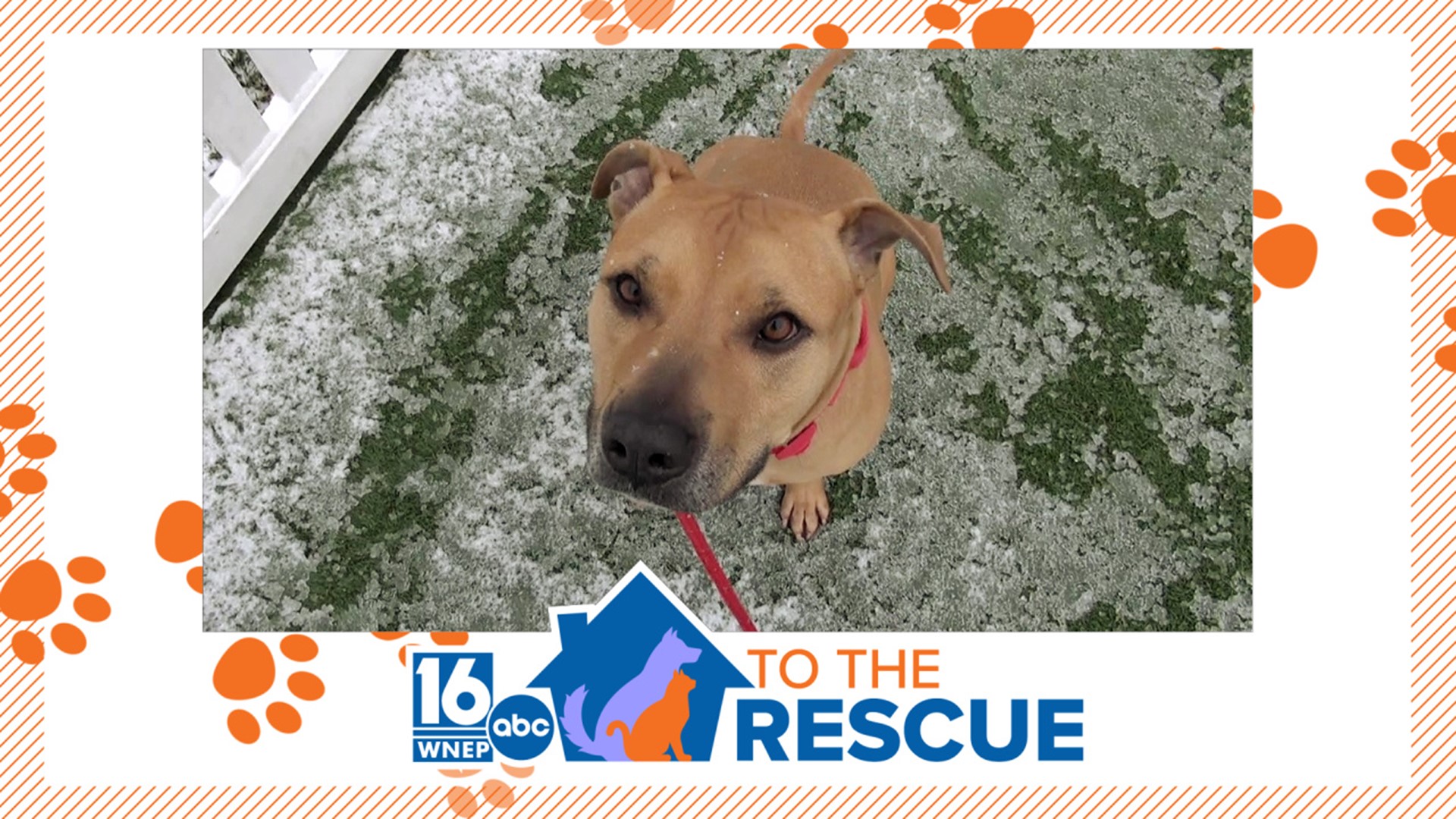 In this week's 16 To The Rescue, we check back in with an old friend. Billy was first featured in 2021 but still hasn't found his forever home.