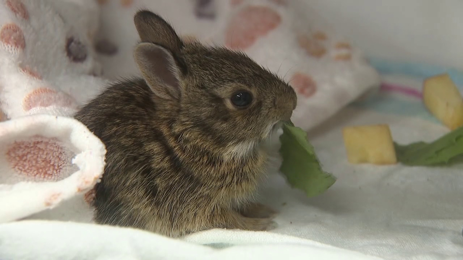 Wilderz sees surge in baby animal rescues