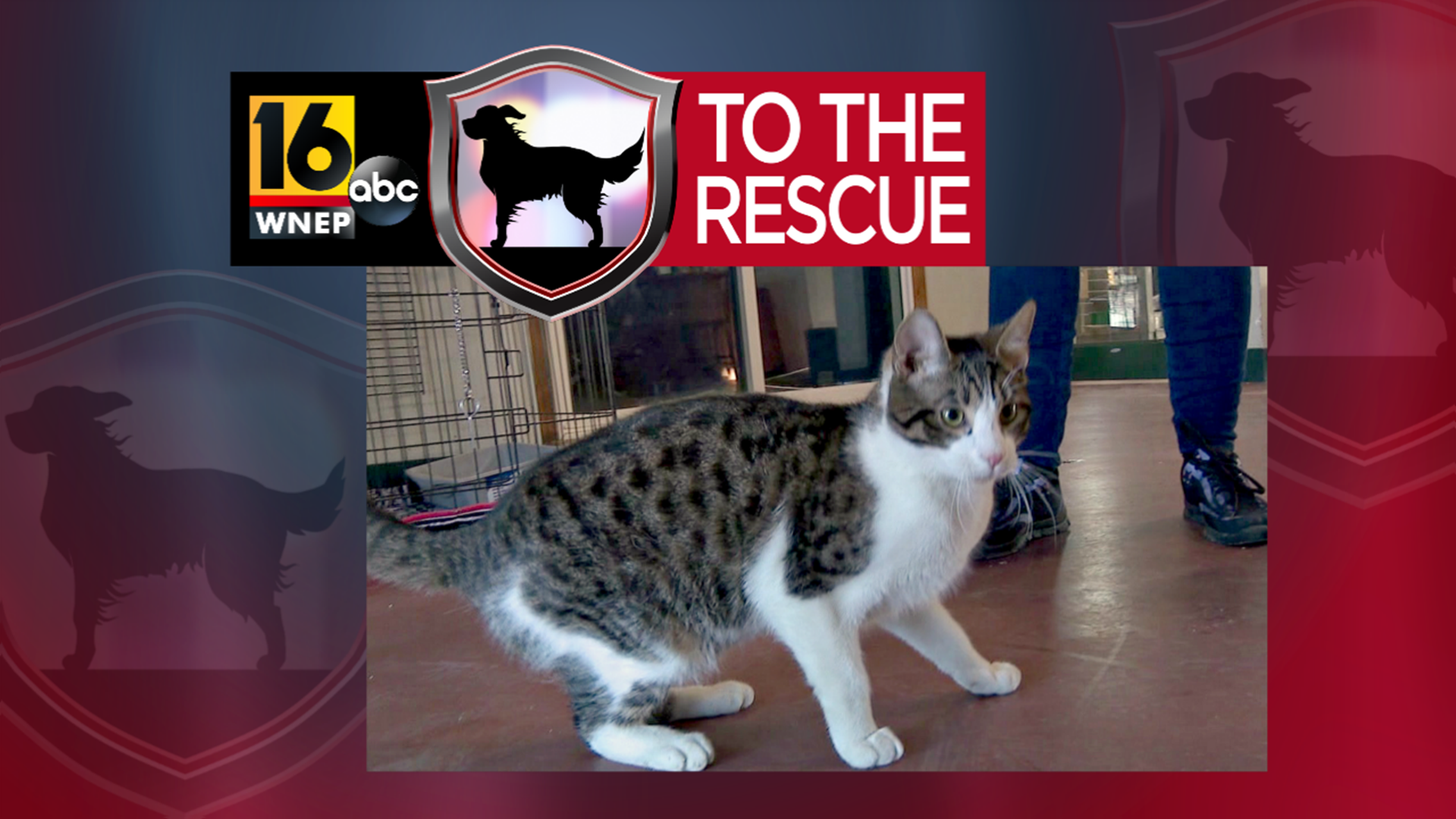 This playful kitty is available to adopt from True Friends Animal Welfare Center.