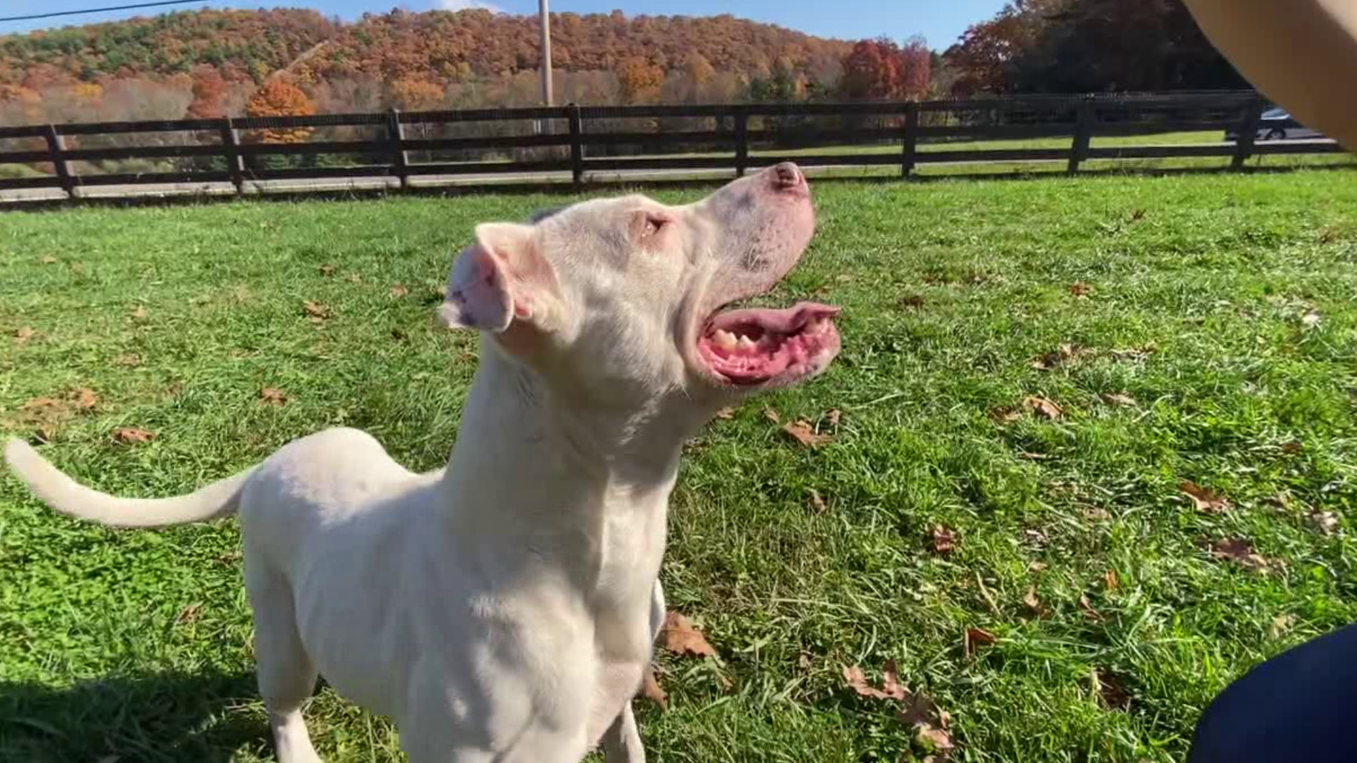 Crystal was saved from a high kill shelter in Texas and brought here to PA.