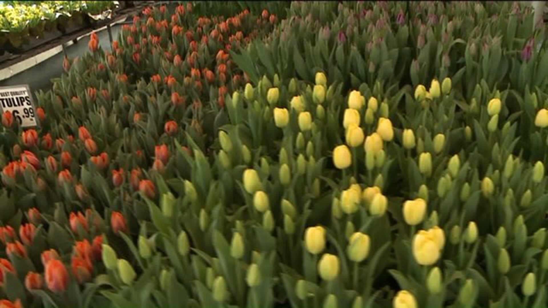 Tulips Swiped from Easter Flower Tent