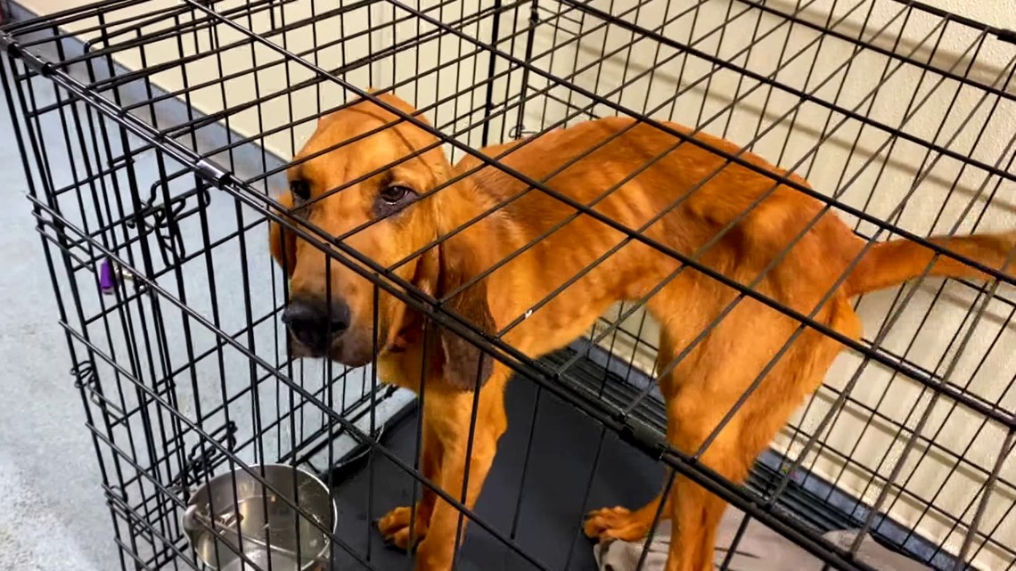 13 animals rescued from Hamlin home