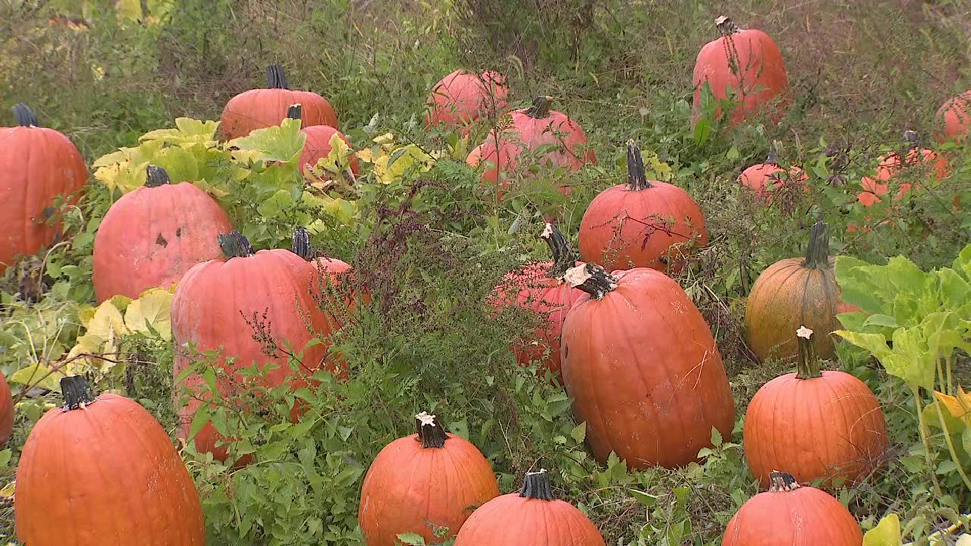 Fall starts later this week, and that means many farms are getting ready to welcome visitors to their pumpkin patches.