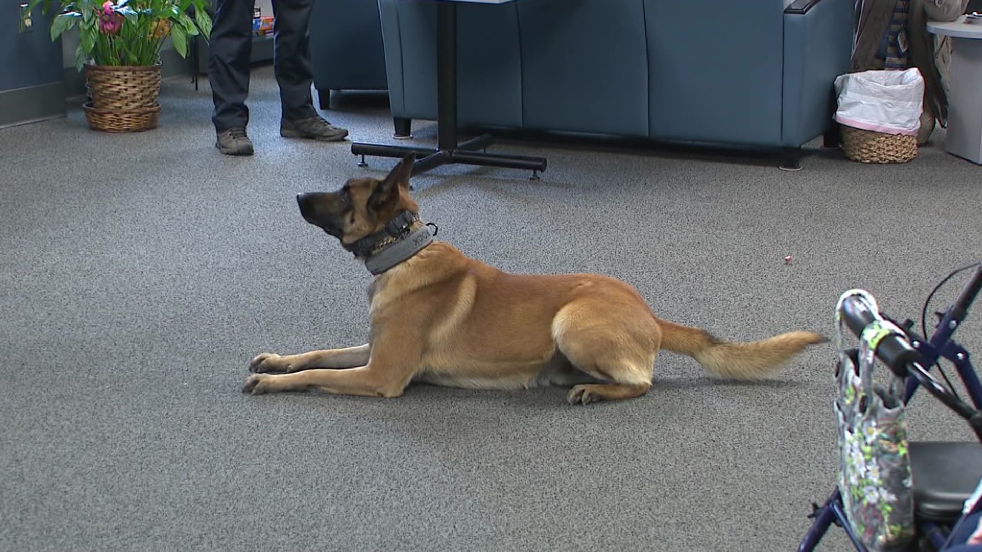 Scranton Police Department's K-9 Unit receives support with $3,000 ...