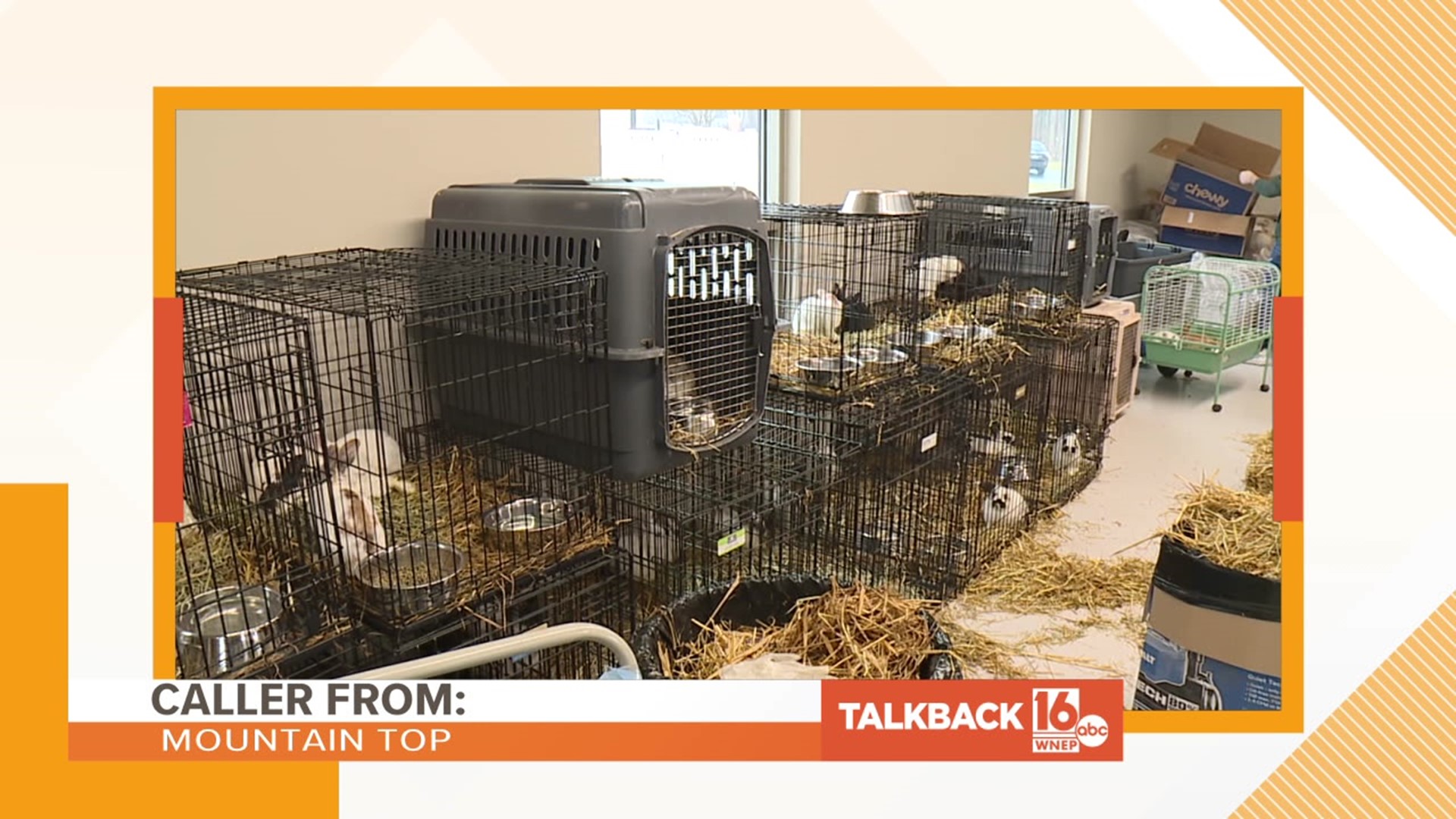 Callers share their thoughts on the rescued rabbits of Moscow.