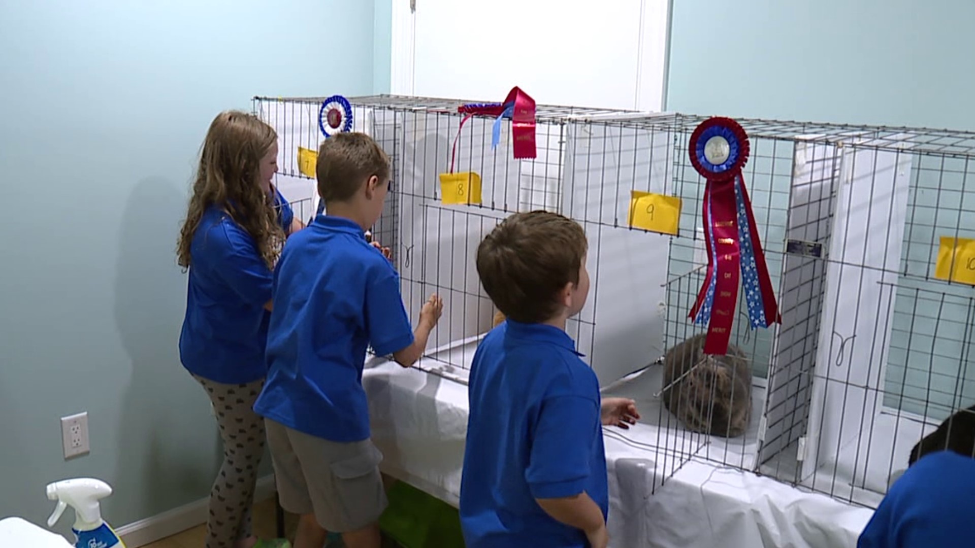 Over a dozen cats were shown at a first-of-its-kind event at the Lands at Hillside Farms on Saturday.