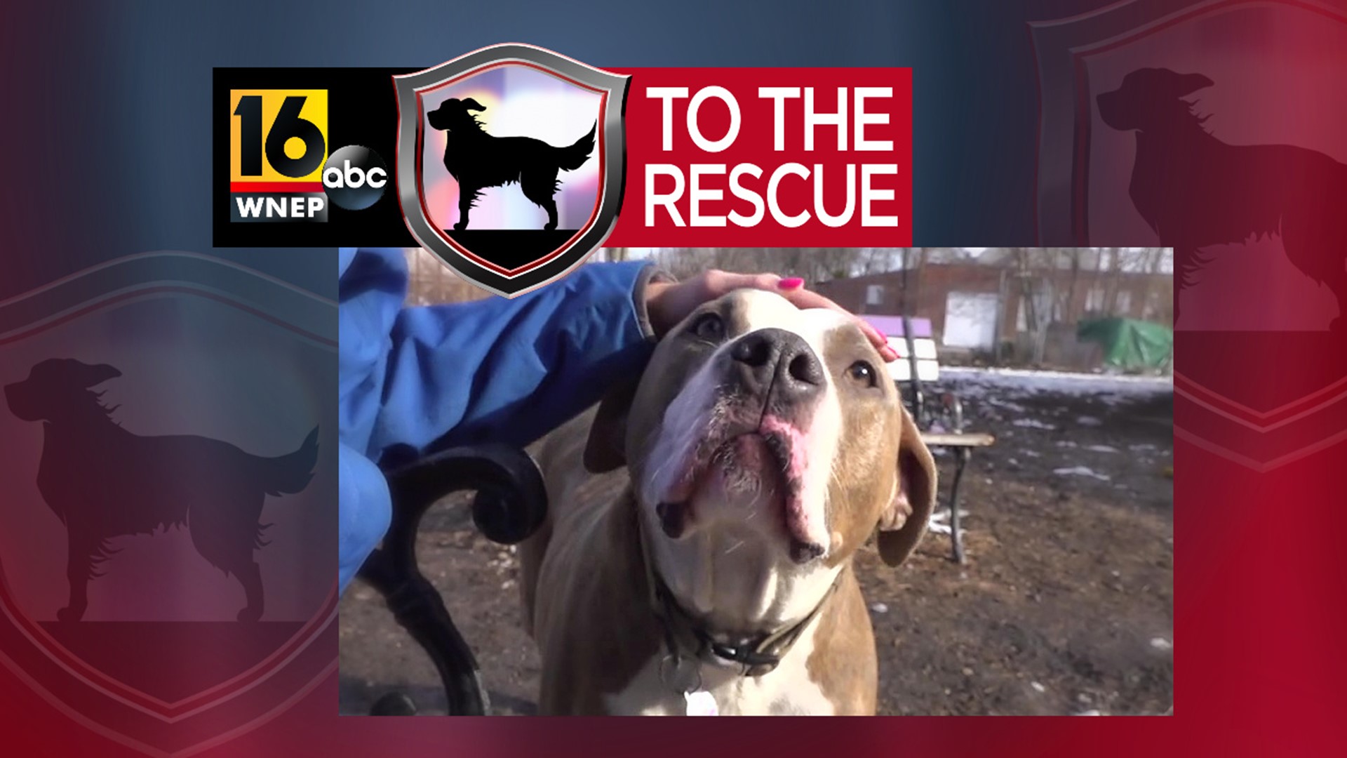 In this week's 16 To The Rescue, we meet probably the sweetest 100-pound pup you'll ever see. Newswatch 16's Ally Gallo introduces us to the 3-year-old Bulliet.