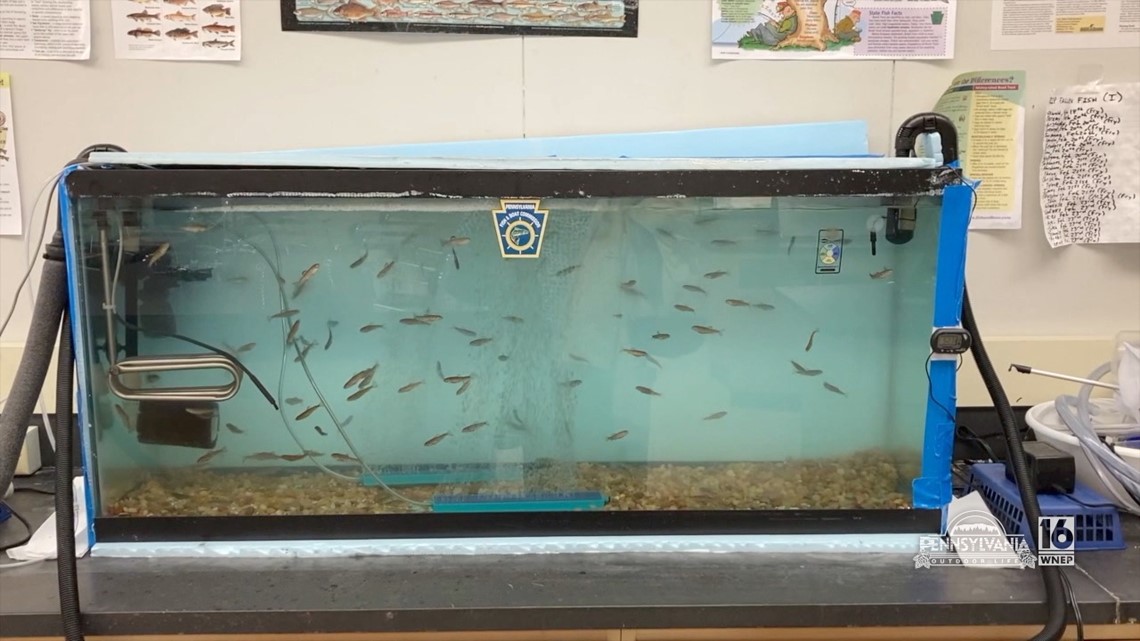 Schuylkill Haven Trout in the Classroom