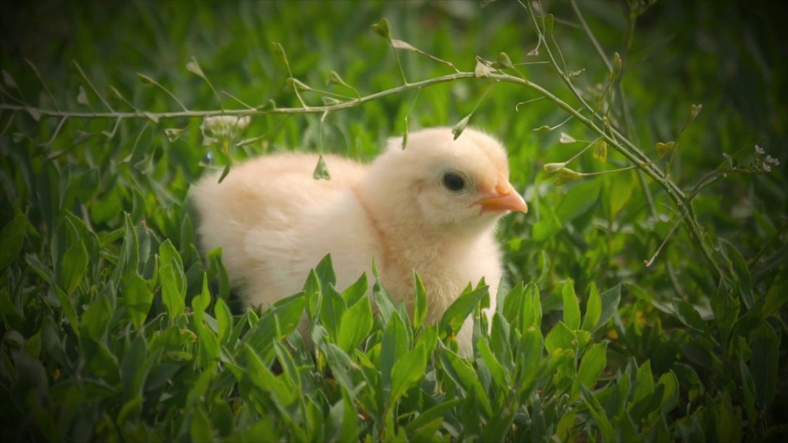 Prices Driving Surge In People Raising Chickens At Home Wnep