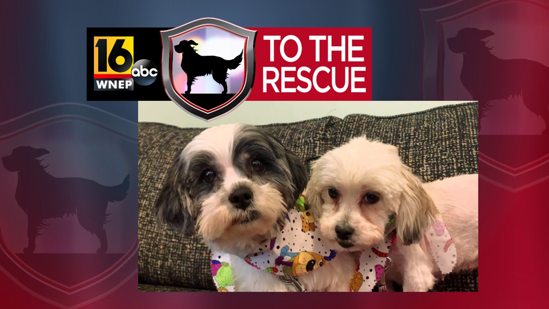 In this week's 16 To The Rescue, we meet a pair of sister pups who are learning how to be dogs for the first time in their lives after living with a breeder.