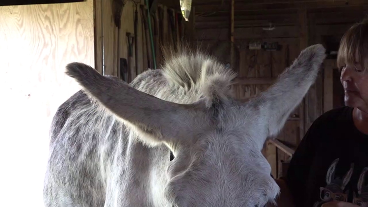 Hank the donkey earns Guinness World Record for longest ears