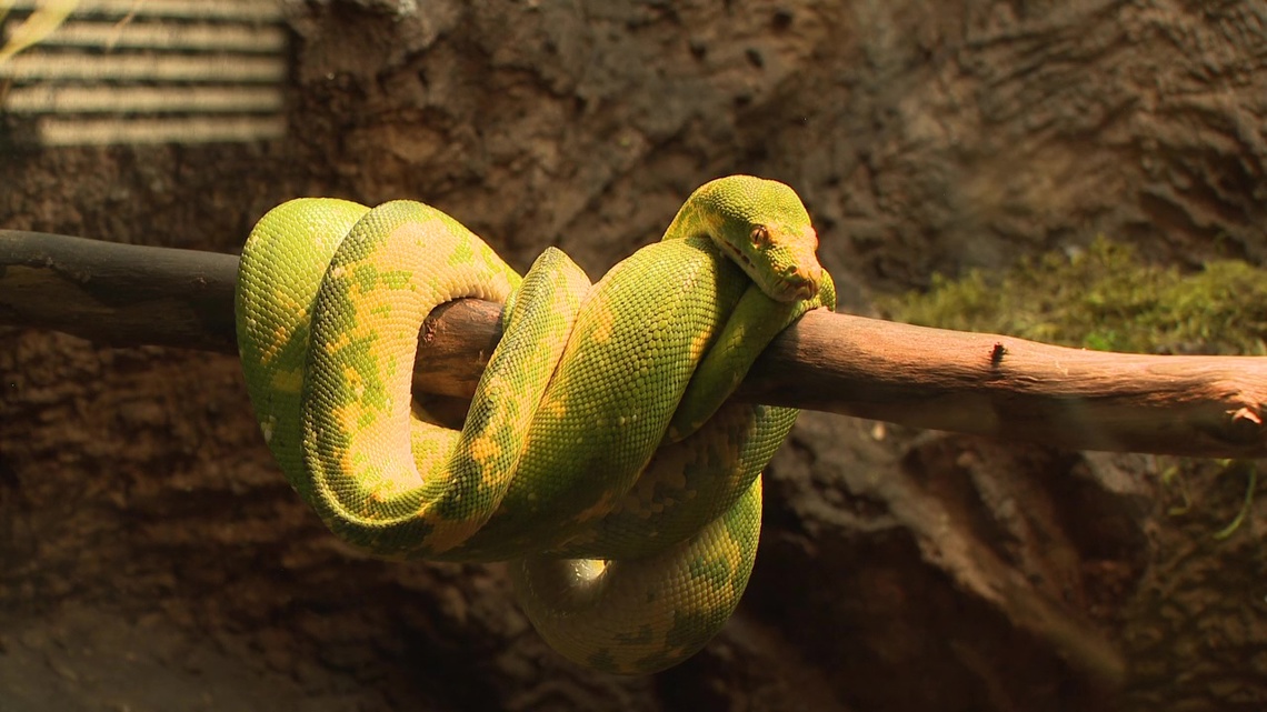 Union County's Clyde Peeling's Reptiland Turns 60