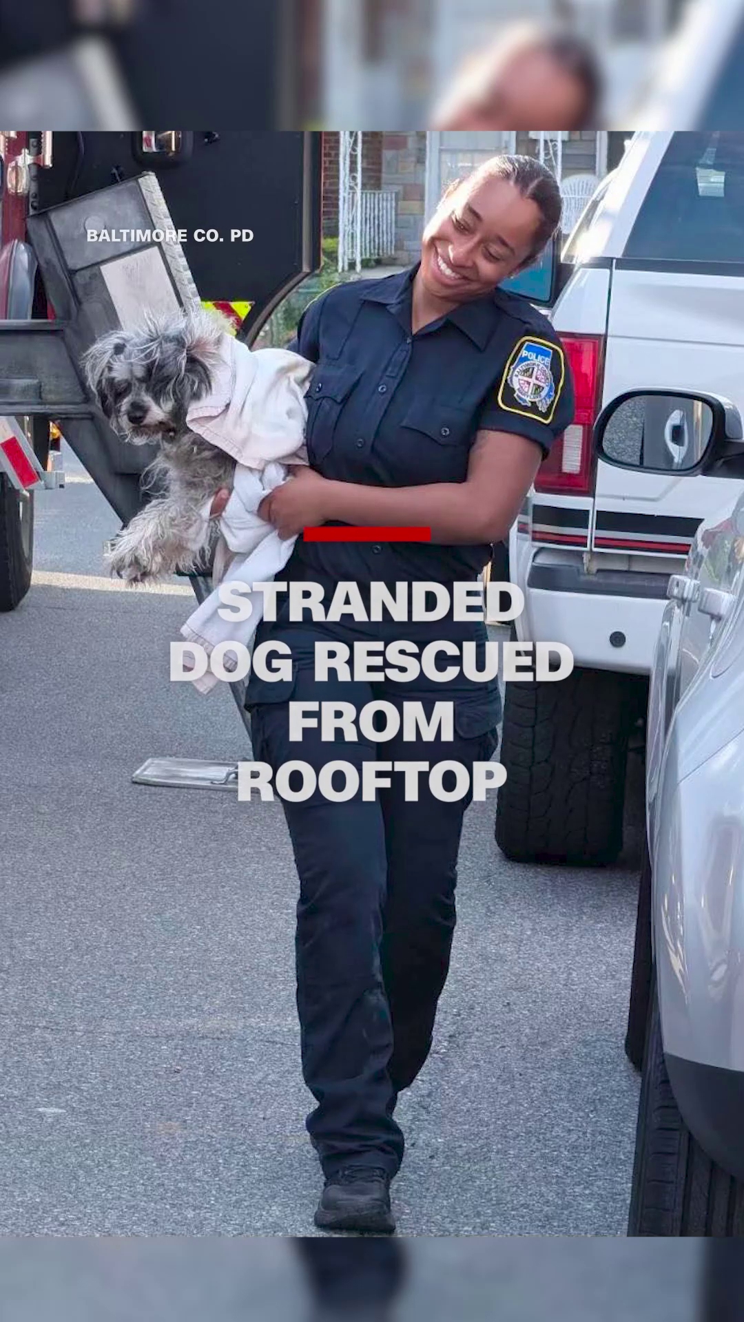 Stranded dog rescued from rooftop in Baltimore | wnep.com