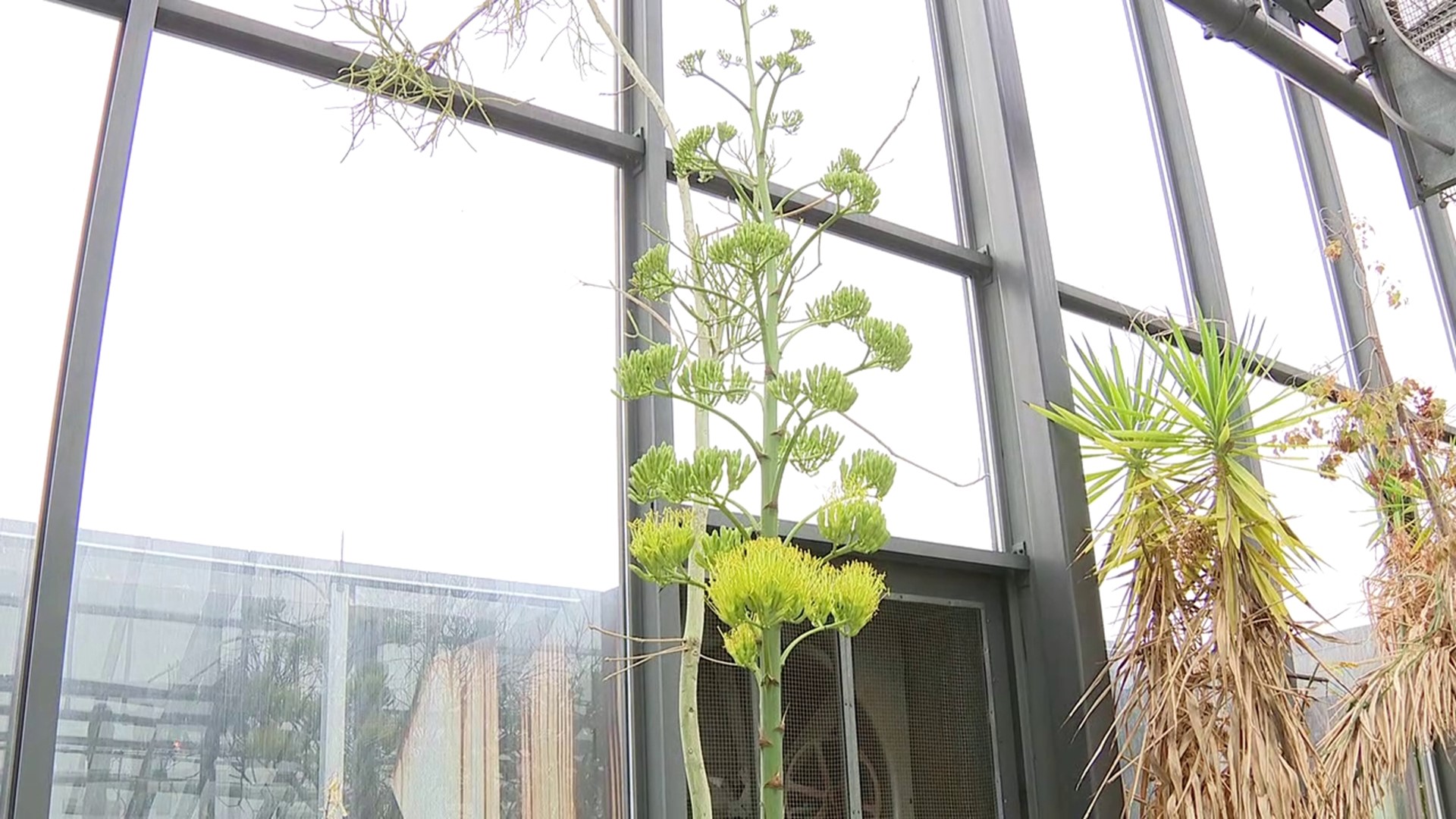 A plant that only blooms once every 30 years is blooming at Bucknell University.