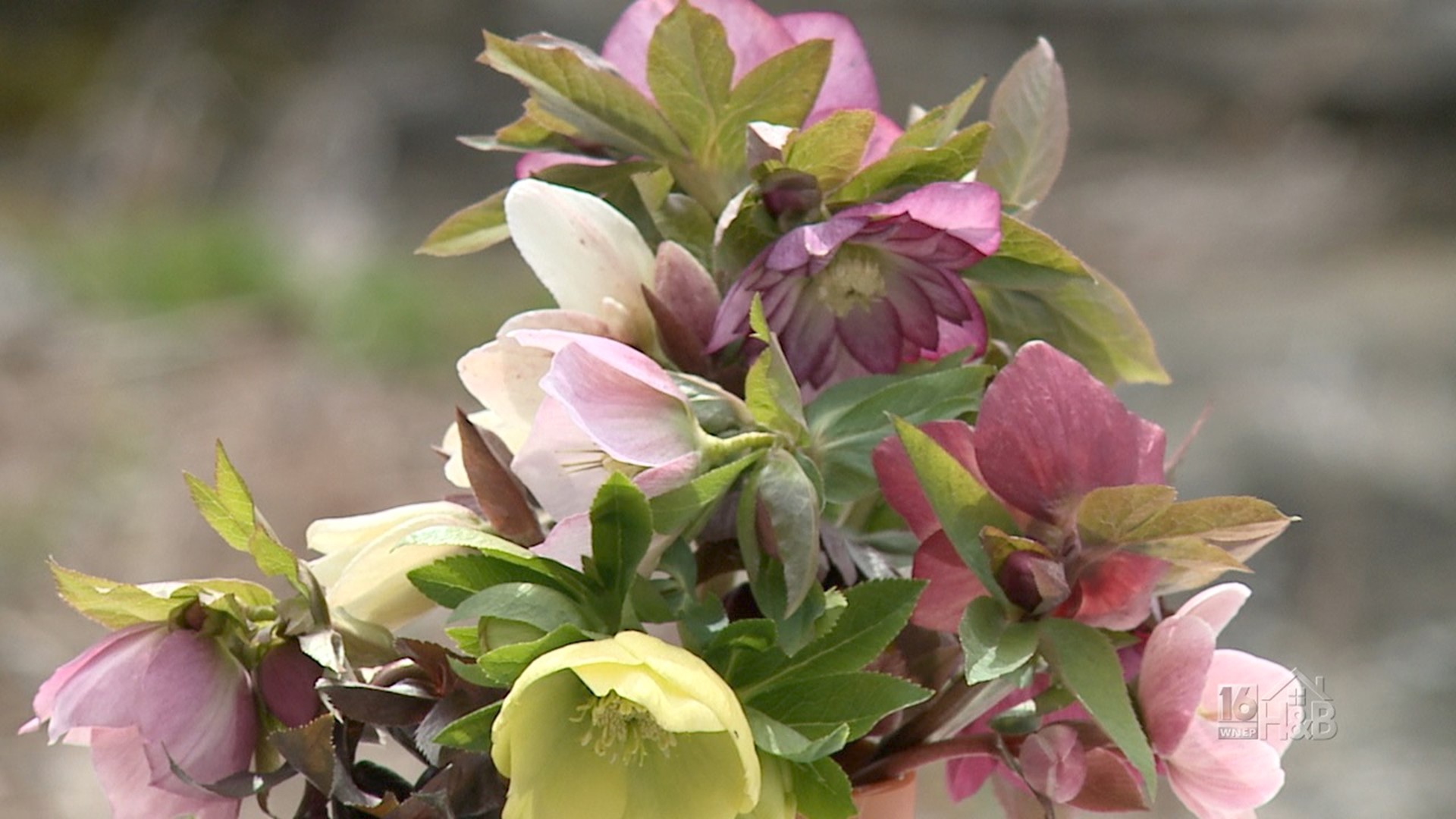 How To Divide Your Hellebores