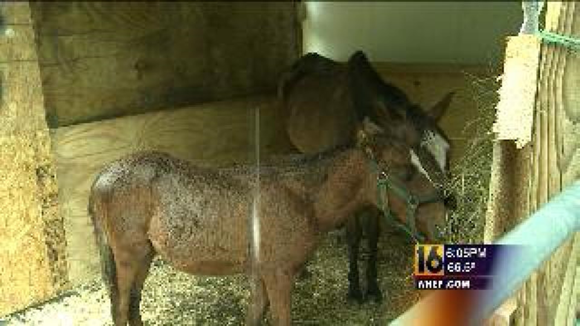 Malnourished Horses Now Getting Help