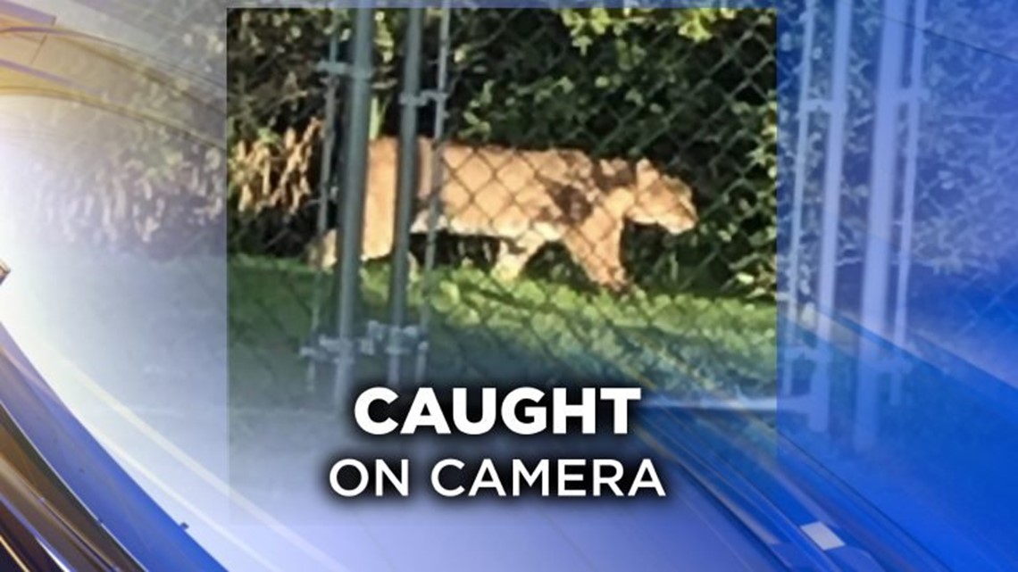 PA Game Commission: Mountain lions are not lurking in Back Mountain