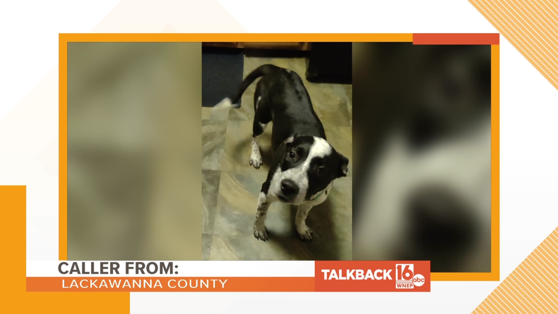 Many callers are upset that a dog was abandoned on the side of a road.