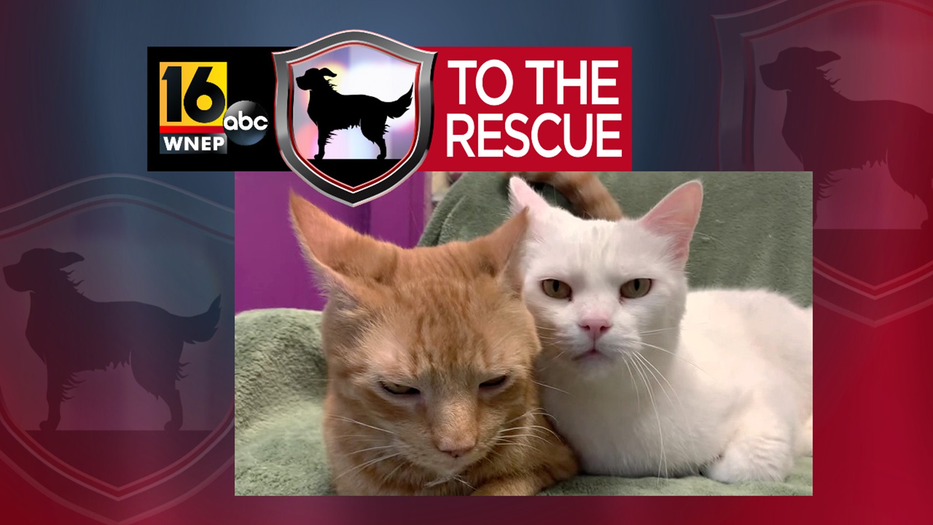 In this week's 16 To The Rescue, we meet two cats who are best friends and need to be adopted together, which is why they often get overlooked.