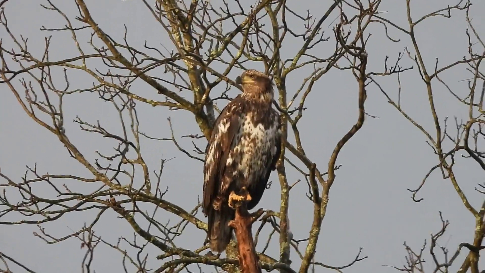 VIEWER VIDEO: Adolescent bald eagle taking watch | wnep.com