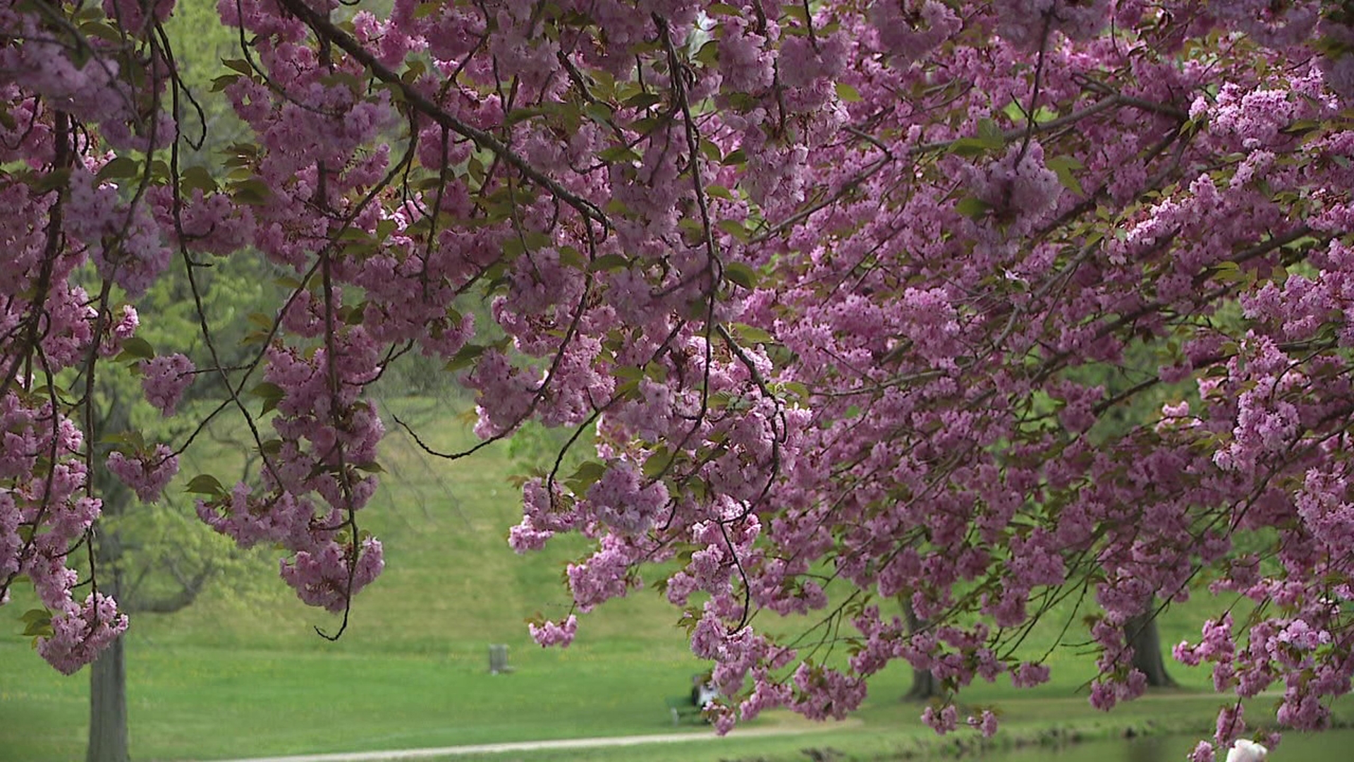 The Cherry Blossom Festival at Kirby Park opened with a 5K run featuring area athletes from the Special Olympics on Saturday. The festival will also run on Sunday. 