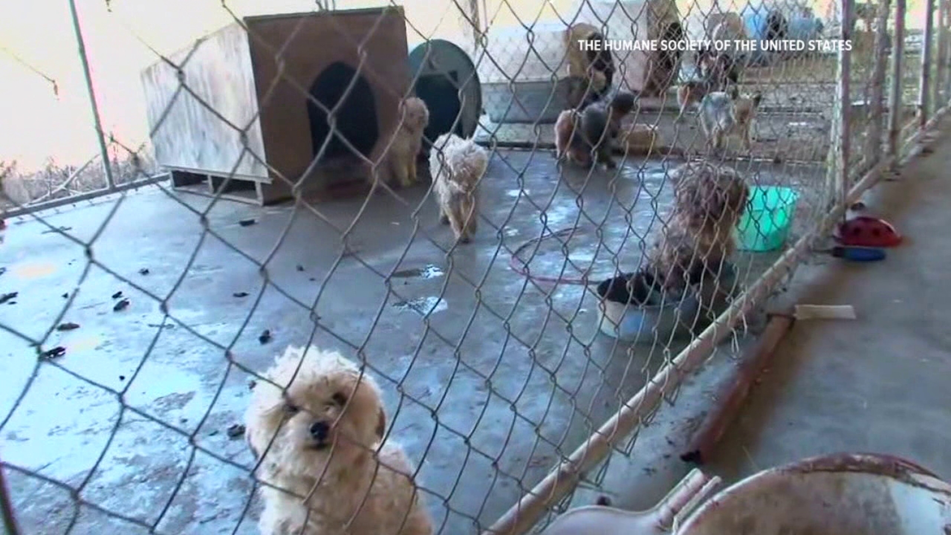 A bill to eliminate puppy mills is in the works