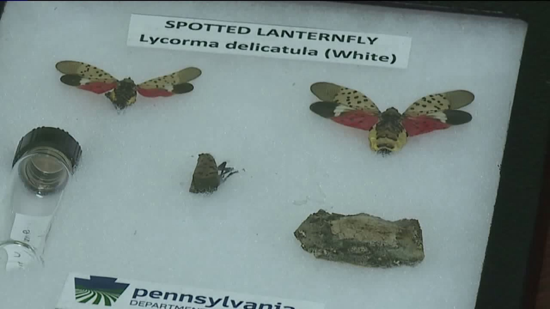 Spotted Lanternfly Causing Concern for Farmers in Schuylkill County
