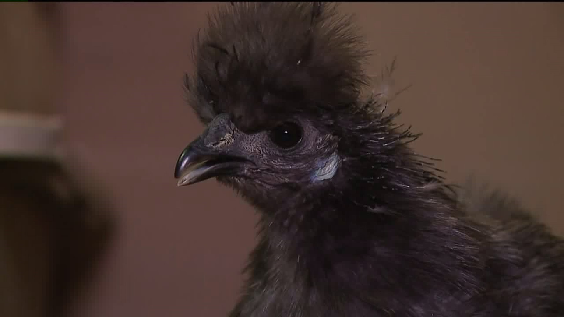 Students Create 3D Printed Legs for Blue the Chicken