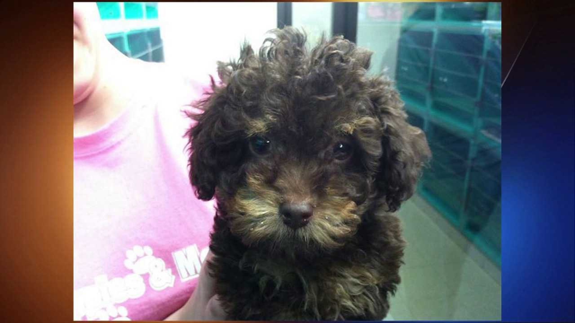 Puppy Stolen From Pet Shop in WilkesBarre