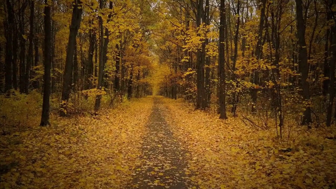Fall allergies in full swing - Vimarsana News