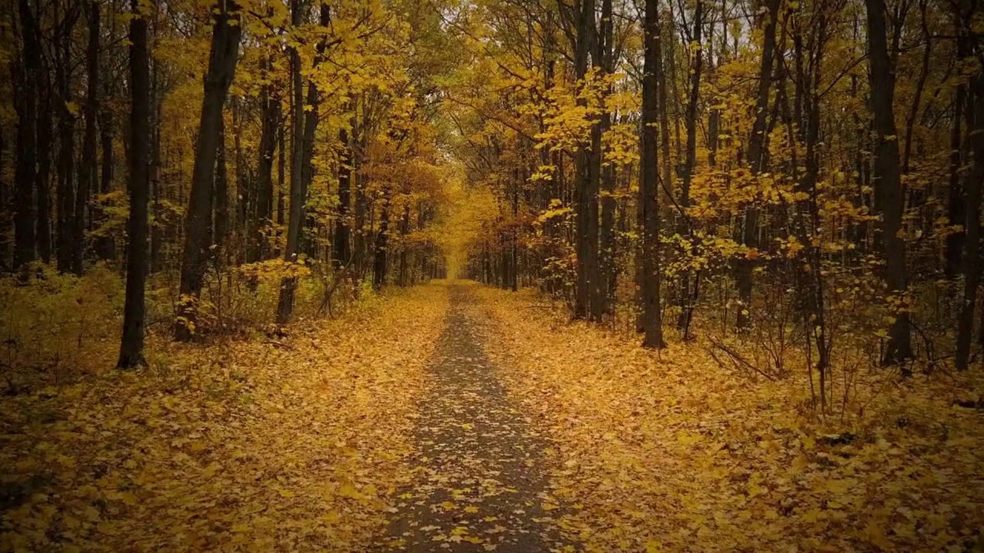 Wheat pollen and mold are the main culprits behind fall allergies in Pennsylvania.