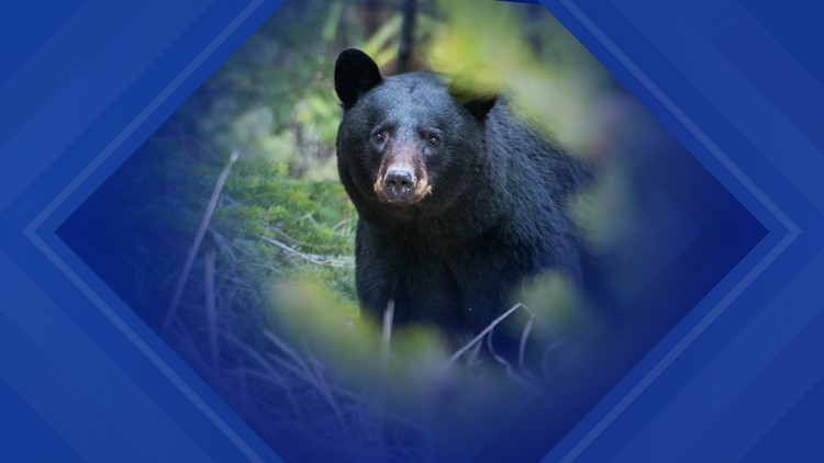 Couple on motorcycle injured in crash with bear