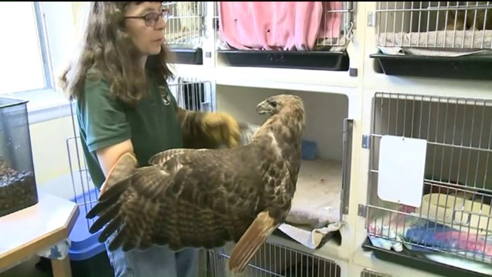 Injured Birds Recovering in the Poconos