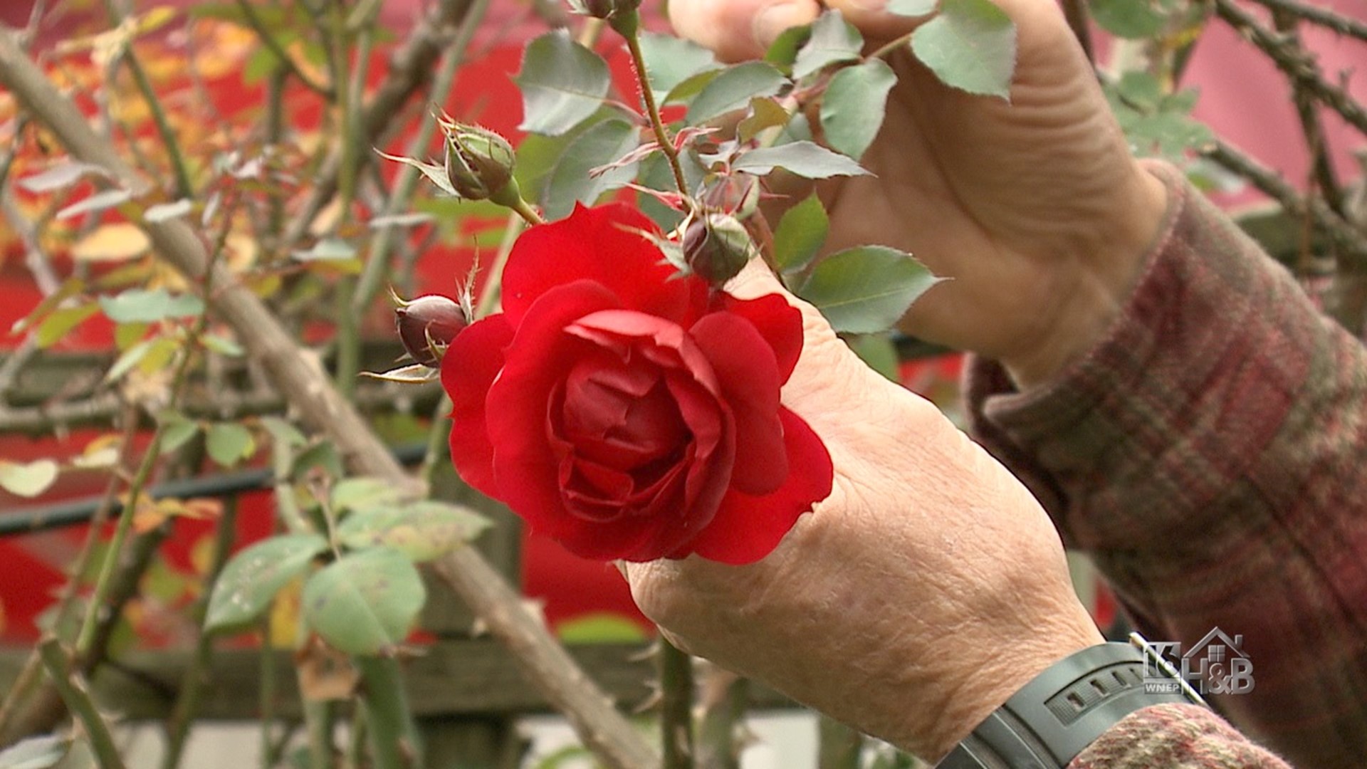 The Before and After of Late Pruning Of Trellis Roses