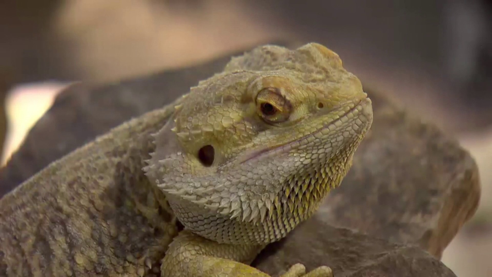 A newly released study from the Centers for Disease Control and Prevention has linked a rare strain of salmonella to bearded dragons.