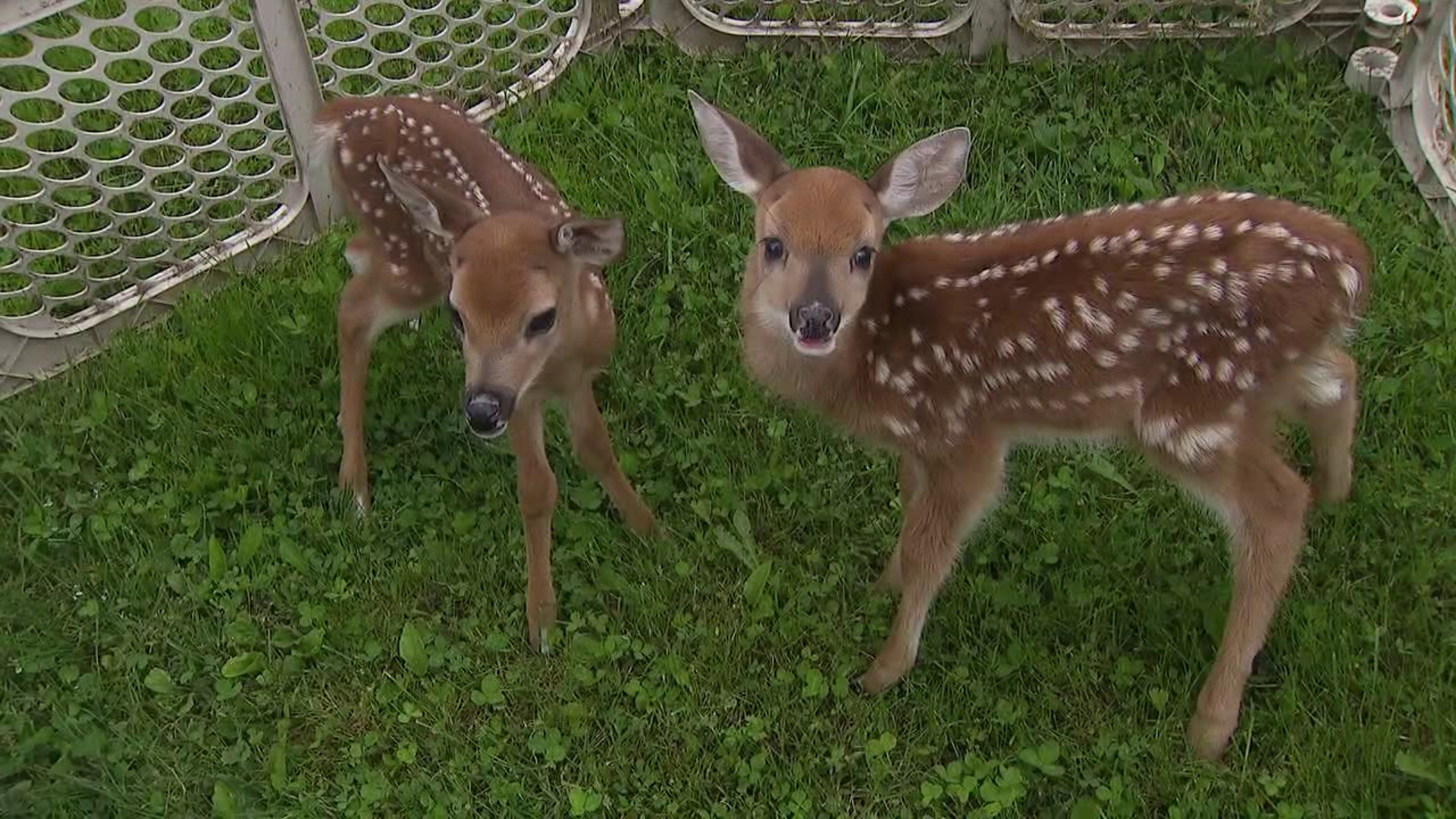 Newswatch 16's Emily Kress spoke with wildlife experts in the Poconos about what you need to know if you come across a fawn.