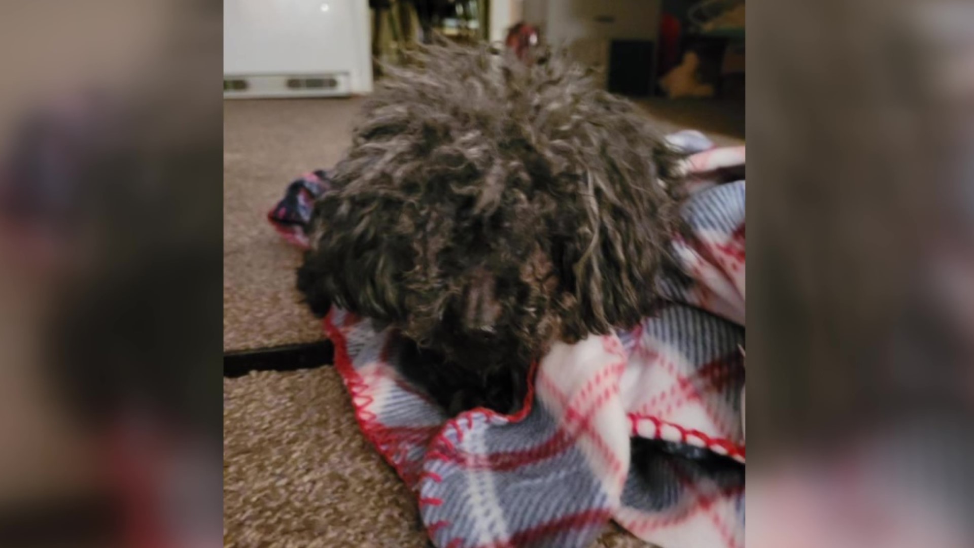 Humane officers are trying to figure out who left a 12-year-old dog outside a Dollar General Wednesday night. The poodle mix was treated for hypothermia.