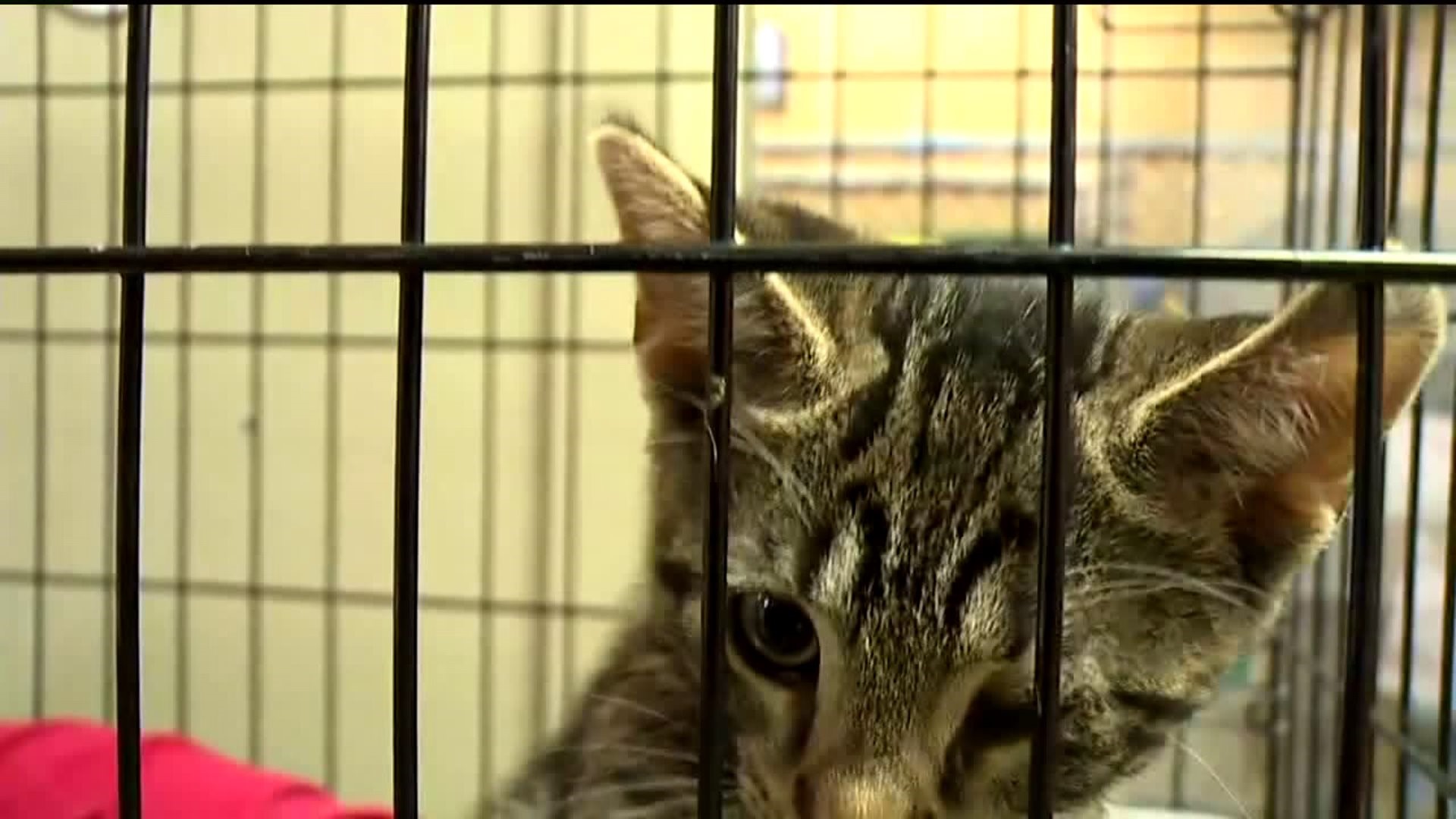 Injured Animals Overwhelm Animal Shelter in the Poconos