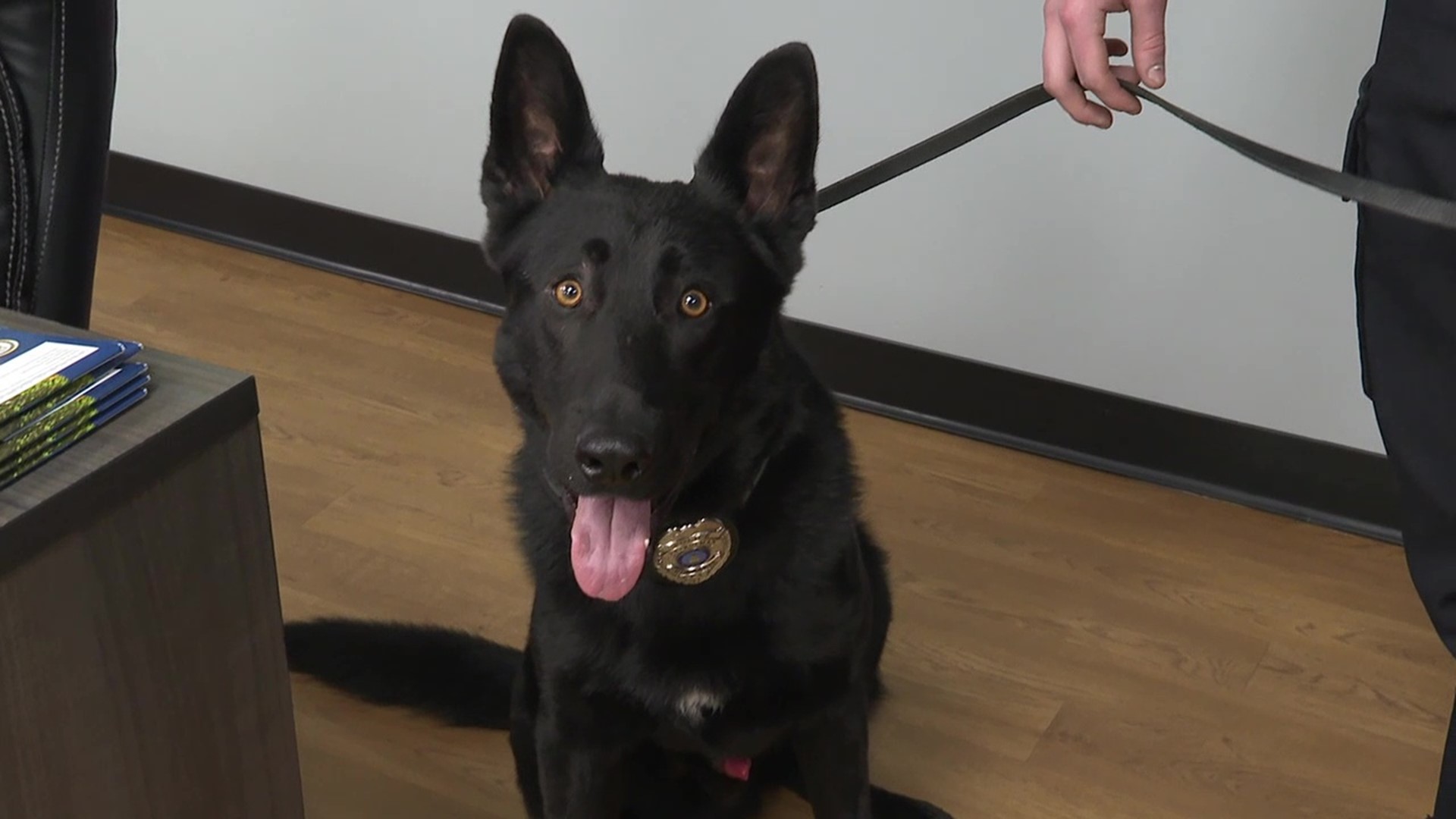 The one-and-a-half-year-old German Shephard Blek is now trained to detect drugs and track down criminals.