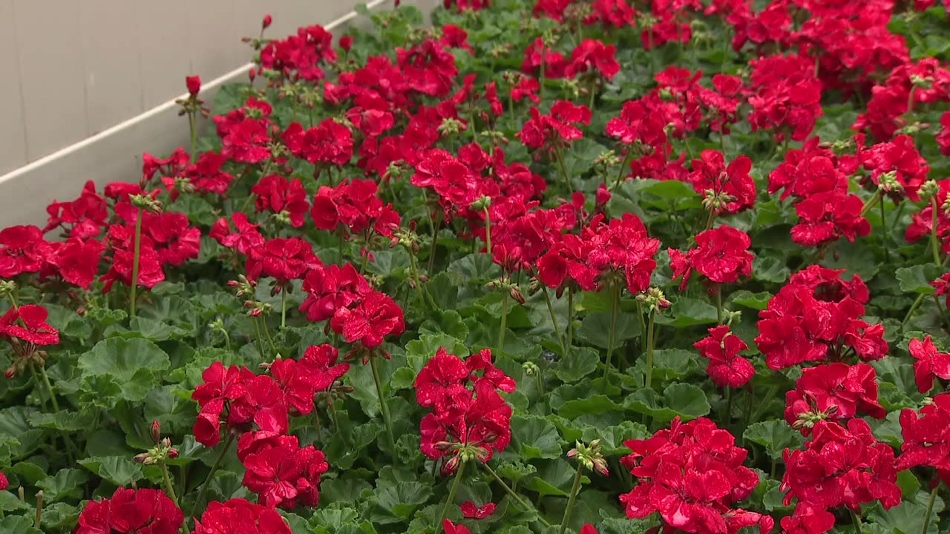 Newswatch 16's Emily Kress explains how a flower sale is helping the mission of Safe Monroe.